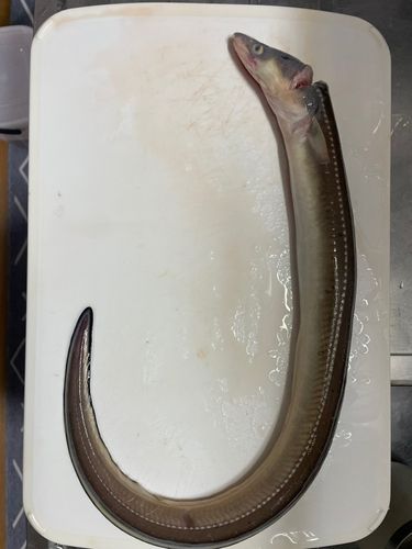 アナゴの釣果