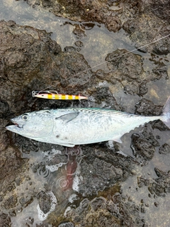 スマガツオの釣果