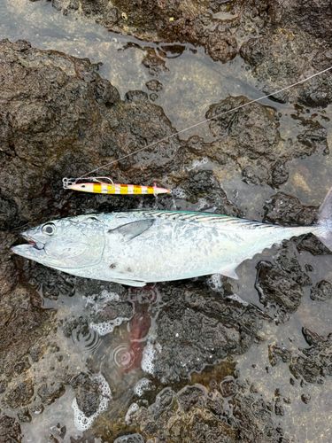 スマガツオの釣果