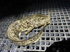 ナマズの釣果