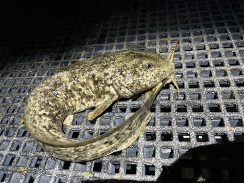 ナマズの釣果