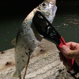 ヒラ