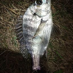 クロダイ