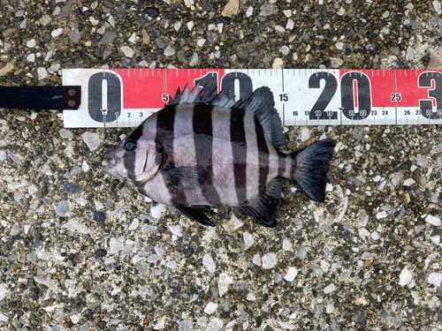 イシダイの釣果