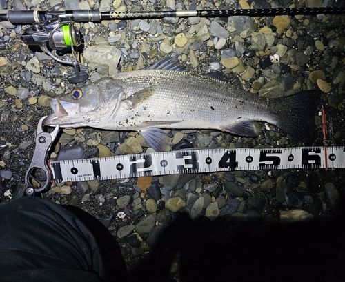 ヒラスズキの釣果