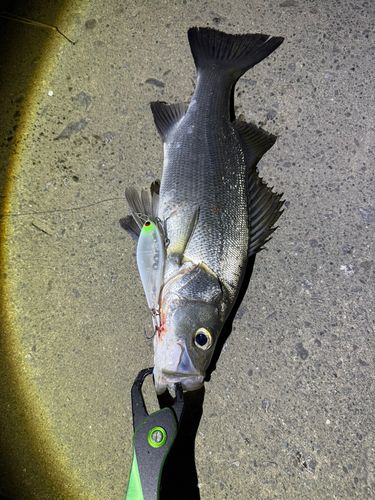 日向灘