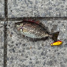 アイゴ