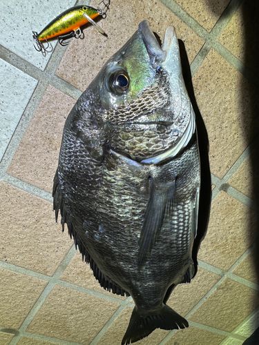 クロダイの釣果
