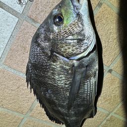 クロダイ