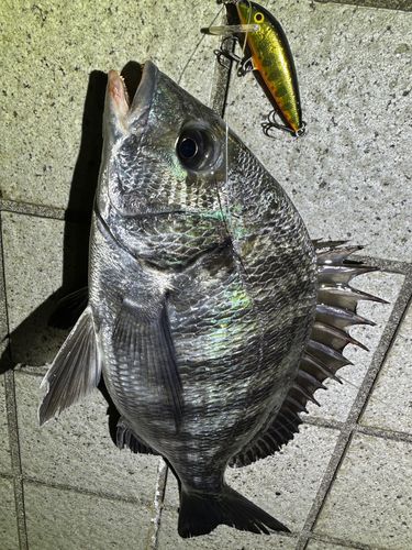 クロダイの釣果