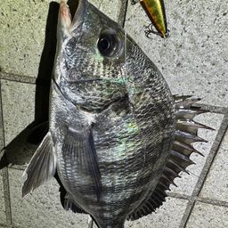 クロダイ