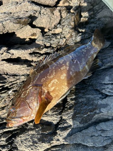 アイナメの釣果