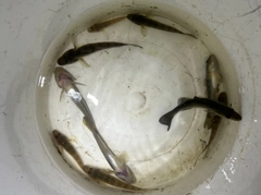 マハゼの釣果