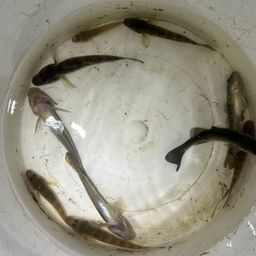 マハゼ