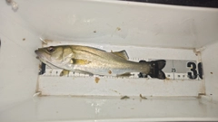 セイゴ（マルスズキ）の釣果