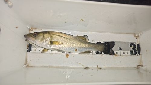 セイゴ（マルスズキ）の釣果