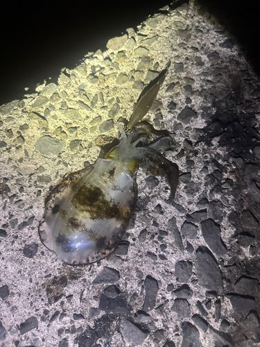 錦江湾