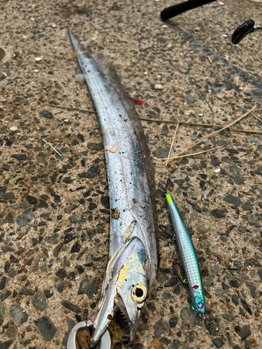 タチウオの釣果