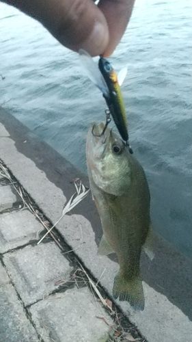 ラージマウスバスの釣果