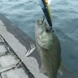 ラージマウスバス