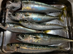 サバの釣果