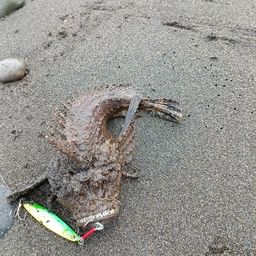 オニダルマオコゼ