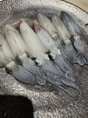 マメイカの釣果