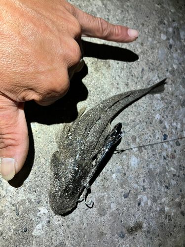 イネゴチの釣果