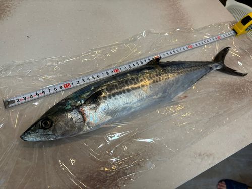 しまなみ海道