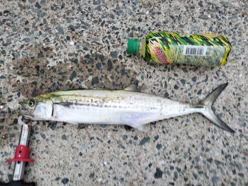サゴシの釣果