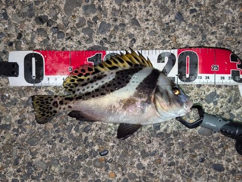 コショウダイの釣果