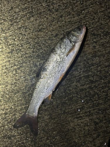 ウグイの釣果