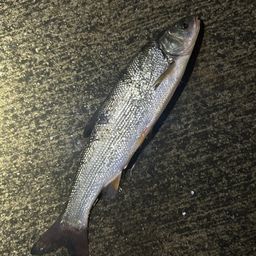 ウグイ