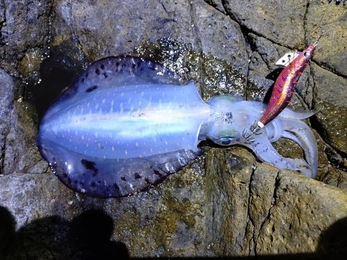 アオリイカの釣果