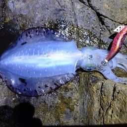 アオリイカ