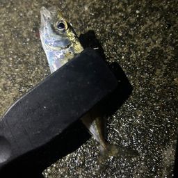 アジ