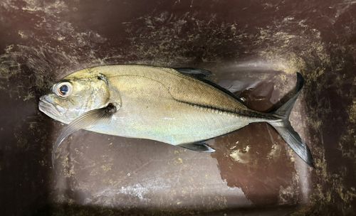 ギンガメアジの釣果