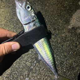 サバ