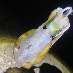 アオリイカ
