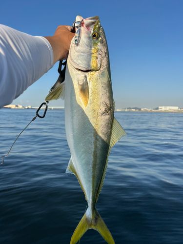 メジロの釣果