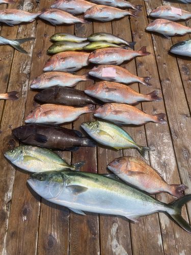 マハタの釣果