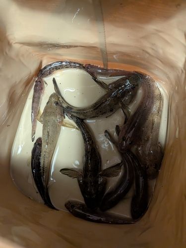 ハゼの釣果