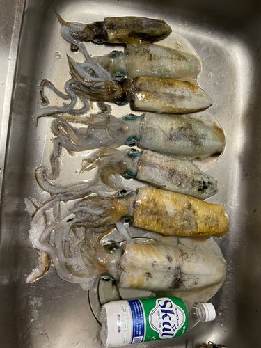 アオリイカの釣果