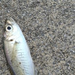 アジ