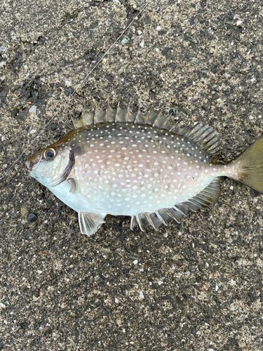 アイゴの釣果