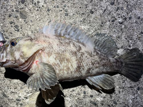 ハチガラの釣果