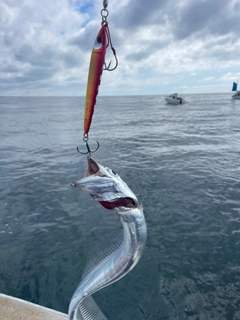 タチウオの釣果