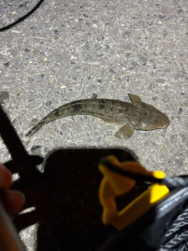 コチの釣果