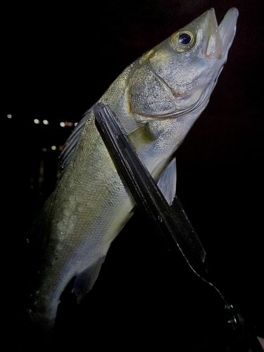 セイゴ（マルスズキ）の釣果