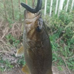 スモールマウスバス